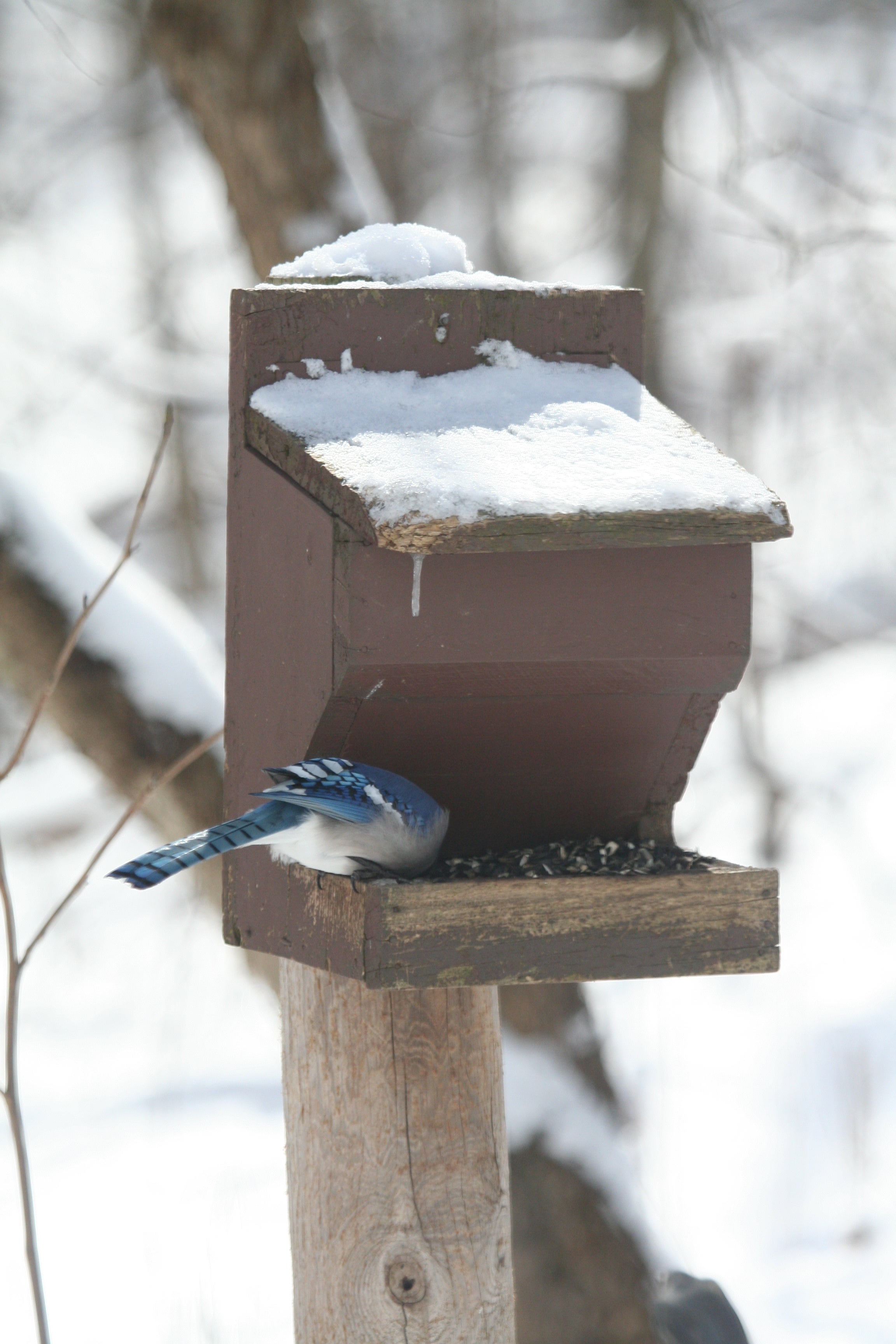 Bird feeder Ohio Cooperative Living